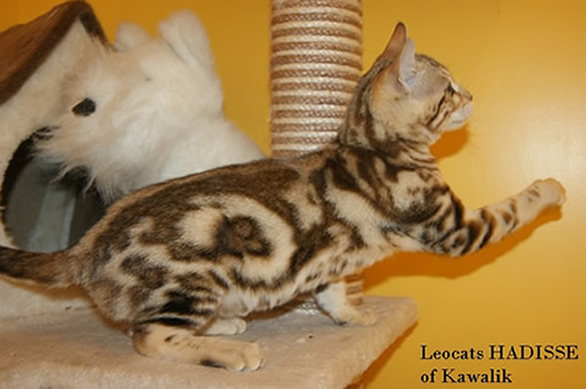 Leocats Hadisse of Kawalik brown marble bengal